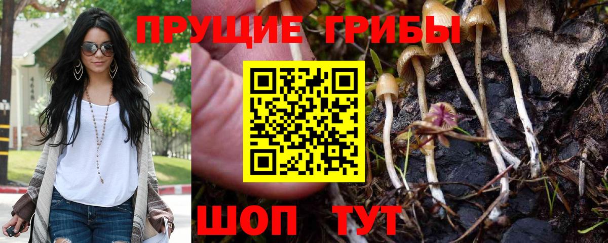 Галлюциногенные грибы Psilocybe Сафоново